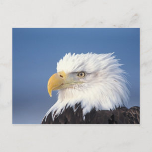 steenarend, Haliaeetus leucocephalus, Briefkaart