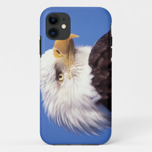 steenarend, Haliaeetus leucocephalus, close-up, 3 iPhone 11 Hoesje