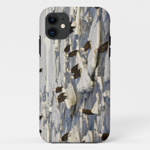 Steenarend, Haliaeetus leucocephalus, Homer, 2 iPhone 11 Hoesje