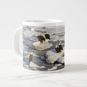 Steenarend, Haliaeetus leucocephalus, Homer, 2 Jumbo Mok