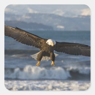 Steenarend, Haliaeetus leucocephalus, Homer, 3 Vierkante Sticker