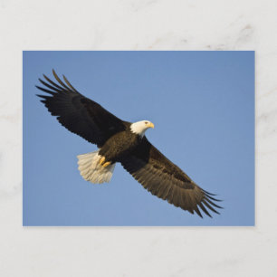 Steenarend, Haliaeetus leucocephalus, Homer, 4 Briefkaart
