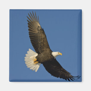 Steenarend, Haliaeetus leucocephalus, Homer, Magneet