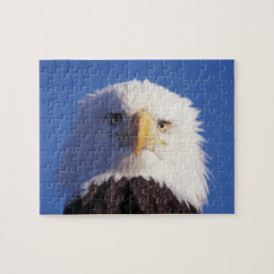 steenarend, Haliaeetus leucocephalus, hoofdopname, Legpuzzel