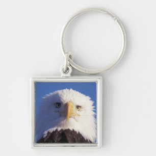 steenarend, Haliaeetus leucocephalus, hoofdopname, Sleutelhanger