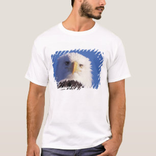steenarend, Haliaeetus leucocephalus, hoofdopname, T-shirt
