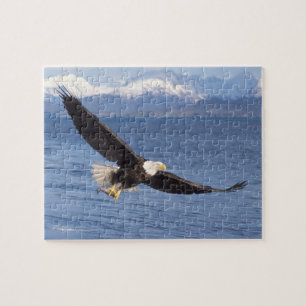 steenarend, Haliaeetus leucocephalus, in vlucht 4 Legpuzzel