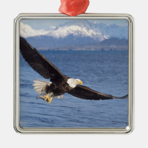 steenarend, Haliaeetus leucocephalus, in vlucht 4 Metalen Ornament