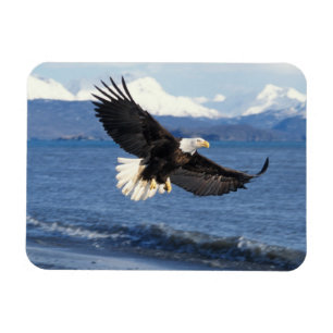 steenarend, Haliaeetus leucocephalus, in vlucht Magneet