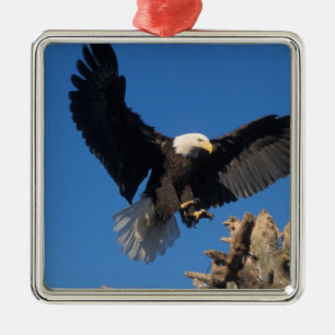 steenarend, Haliaeetus leucocephalus, landend Metalen Ornament