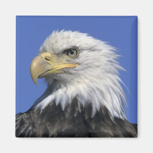 Steenarend, (Haliaeetus leucocephalus), wild, Magneet
