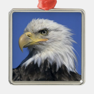 Steenarend, (Haliaeetus leucocephalus), wild, Metalen Ornament