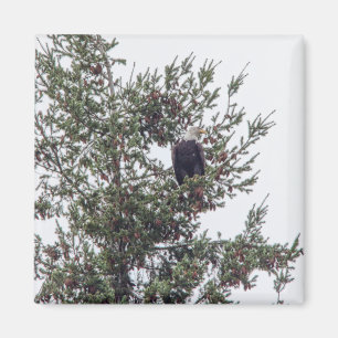 Steenarend P2825 Magneet