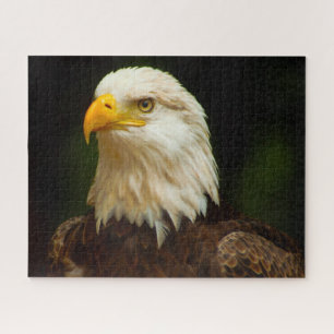 Steenarend Roofvogel. Legpuzzel