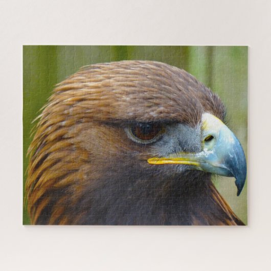 Steenarend Roofvogel. Legpuzzel (Horizontaal)