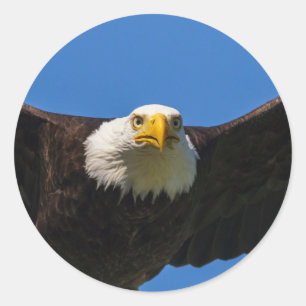 Steenarend vliegt dicht langs ronde sticker