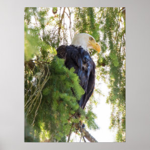 Steenarend zit in Douglasspar Poster