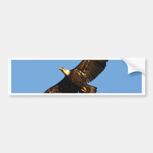 Steenarend zweeft 2 bumpersticker (Voorkant)