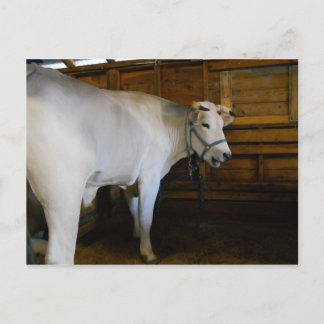 Steer Briefkaart