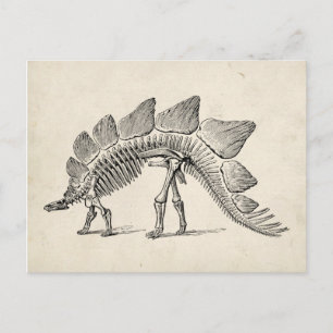 Stegosaurus Dinosaur Skeleton Fossil Briefkaart