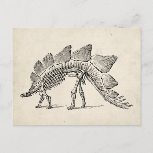 Stegosaurus Dinosaur Skeleton Fossil Briefkaart (Voorkant)