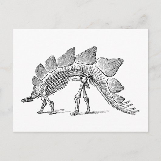 Stegosaurus Dinosaur Skeleton Fossil Briefkaart (Voorkant)
