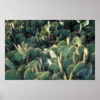 Stekelige cactussen