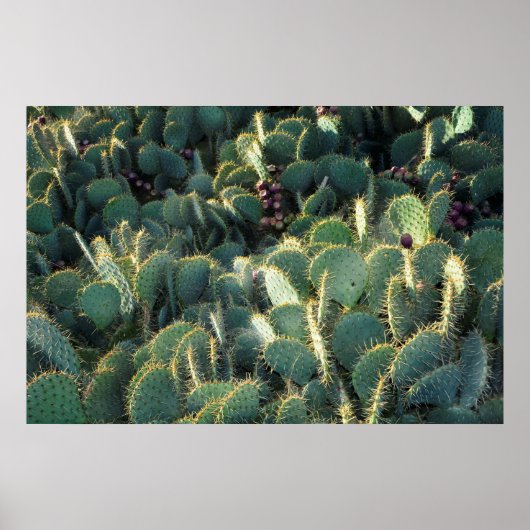 Stekelige cactussen poster (Voorkant)