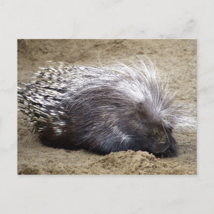 stekelvarken met een muis met een grote haas aan h briefkaart