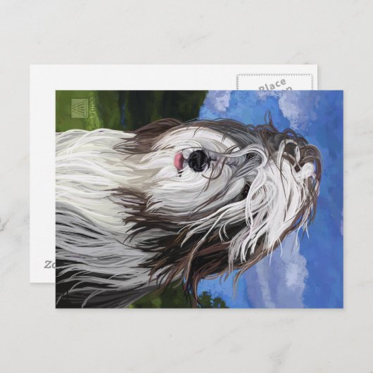Stella de Engelse Sheep Dog Briefkaart (Voorkant / Achterkant)