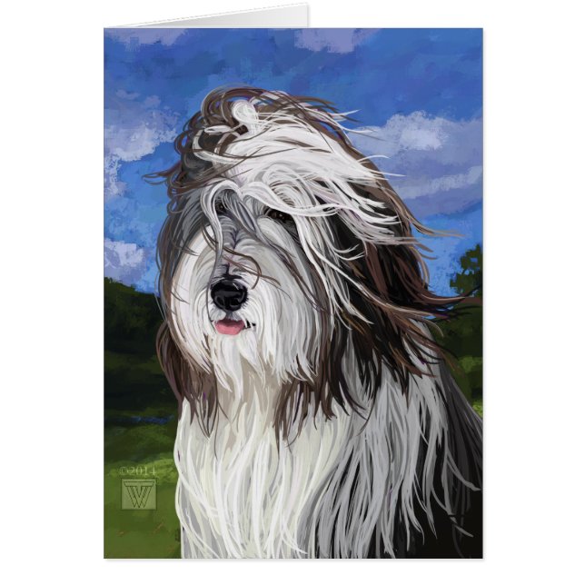 Stella, le chien des moutons anglais (Devant)