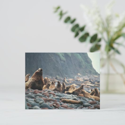 Stellaire zeeen leeuwen op Buldir Island Briefkaart (Staand voorkant)