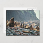 Stellaire zeeen leeuwen op Buldir Island Briefkaart (Voorkant / Achterkant)