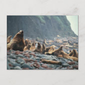 Stellaire zeeen leeuwen op Buldir Island Briefkaart (Voorkant)