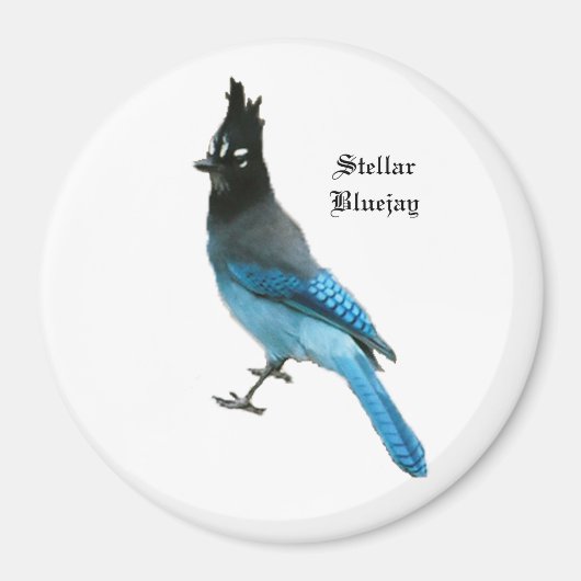 Stellar Blue Jay magnet Magneet (Voorkant)