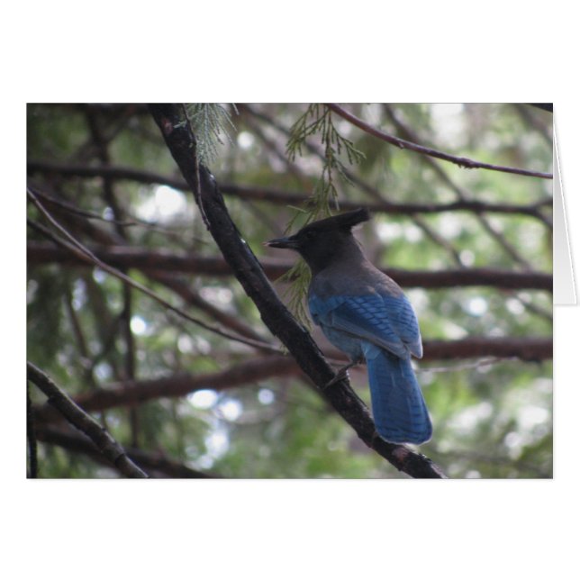 Stellar Jay- Yosemite (Devant horizontal)
