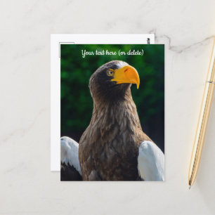 Stellar Sea Eagle Ansichtkaart Briefkaart