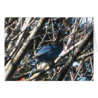 Stellars Jay