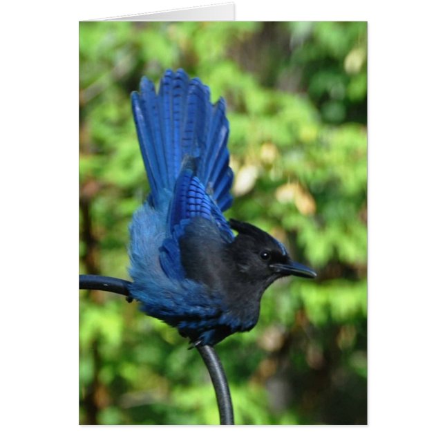 Stellar's Jay (Voorkant)