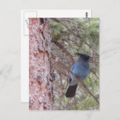 Stellars Jay Briefkaart (Voorkant / Achterkant)