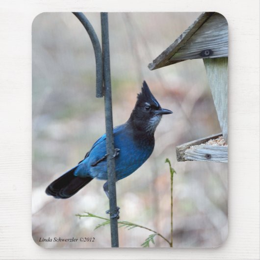 Stellar's Jay Muismat (Voorkant)