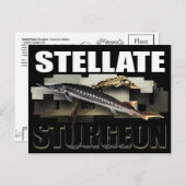 Stellate Sturgeon Briefkaart 3D (Voorkant / Achterkant)