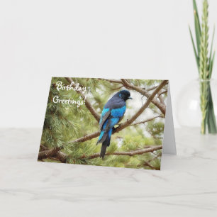 Stellen Jay Blue Bird Carte d'anniversaire Oiseau