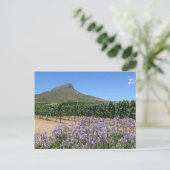 Stellenbosch, Afrique du Sud Carte postale (Debout devant)