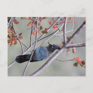 Steller Jay Post Card Briefkaart
