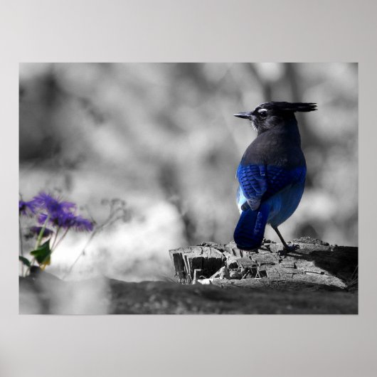Steller Jay Poster (Voorkant)