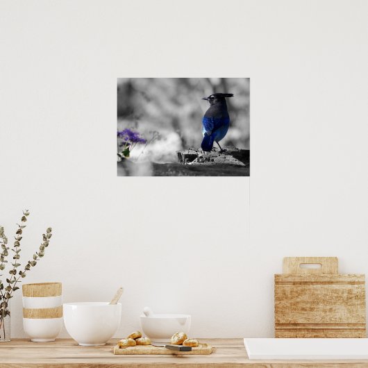 Steller Jay Poster (Keuken)