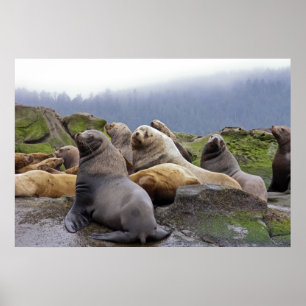 Steller Zee Lions - Fine Art Prints