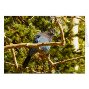 Stellers gaai in Rocky Mountain National Park