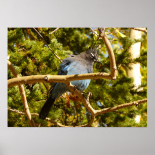 Stellers gaai in Rocky Mountain National Park Poster